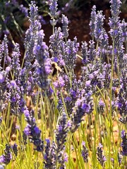 Fototapeta premium lavender field region