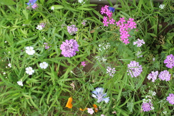 flowers in the grass