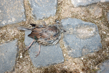 tote Heckenbraunelle (Prunella modularis) im Garten