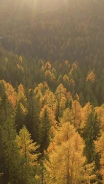 DRONE, LENS FLARE: Flying over the colorful woods in the Italian Alps on a sunny fall evening. Golden autumn morning sun rays shine on a larch tree forest in the picturesque Dolomites. Leaf peeping