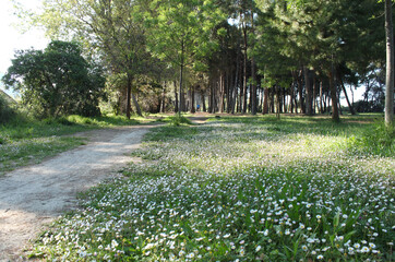 Pine forest, Abruzzo