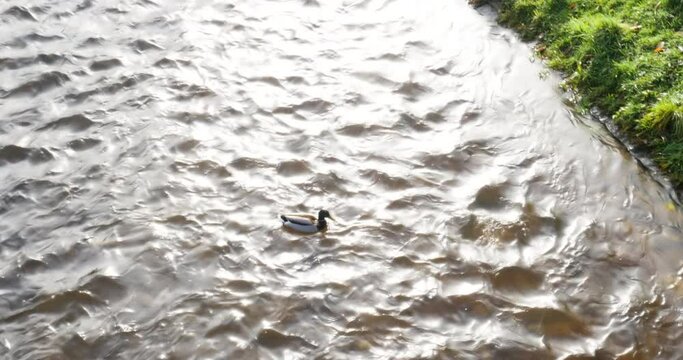 View from above of a duck on the Oos river in central part of the calm Baden-Baden city, Germany 

