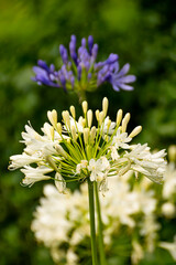 Detail of clusters of white and violet Agapanthus africanus flowers in a garden