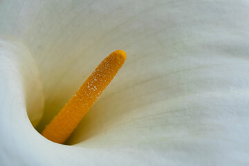 Detail of a beautiful flower Zantedeschia aethiopica Calla lily Arum lily