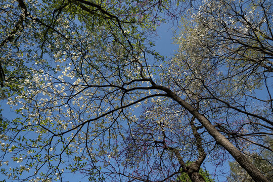 Spring In Meadowlark Gardens;  Vienna, Virginia