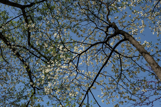 Spring In Meadowlark Gardens;  Vienna, Virginia