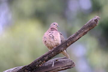Eared Dove (Zenaida auriculata), a beautiful specimen of a pigeon perched on some branches.