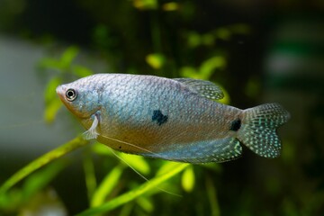 healthy adult three spot gourami, popular ornamental fish, feeler-like ray on pelvic fin, animal on...