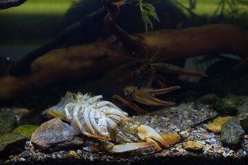 exoskeleton of narrow-clawed crayfish after molting with crustacean hide under driftwood branch in planted biotope aquarium, female of wild caught freshwater species, highly adaptable animal