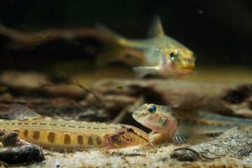 tiny juvenile spined loach on sand bottom with blurred figure of monkey goby and gudgeon, wild...