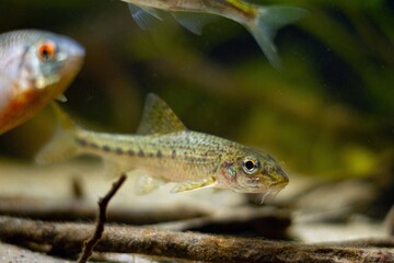 gudgeon swim over twig driftwood, blurred bitterling, clever tiny freshwater wild caught and domesticated fish with barbels in temperate river biotope aquarium, LED dark low light mood aquadesign