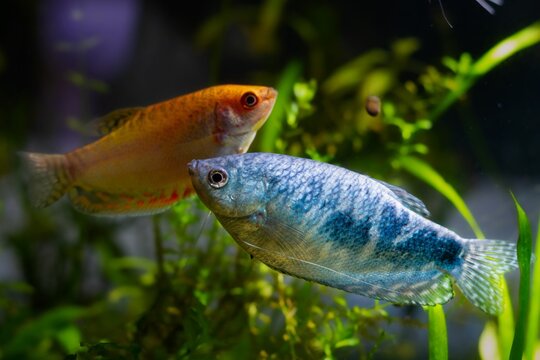 adult three spot gourami and honey gourami, popular ornamental fish, high quality animal on sale in aqua market, LED low light planted background, popular easy to keep pet for beginners, shallow dof