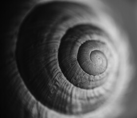 A close macro shot of snail shell in black and white with shallow dept of field.