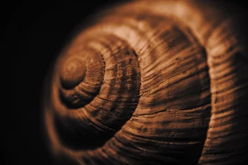 Poster A close macro shot of snail shell with shallow dept of field. © Vahid