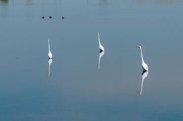 Great Egrets at Horicon Marsh, Wisconsin