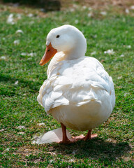 A white goose standing on green grass from back. Looking into camera. sunny day.