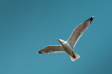 A flying seagull with its wings wide open against a blue sky.