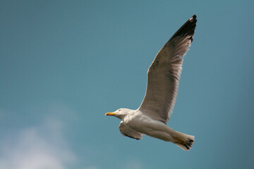 Obraz premium A flying seagull with its wings wide open against a blue sky.