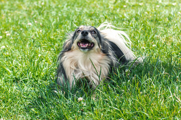 A close shot of a happy Mini Australian Shepard dog sitting on grass on a sunny day.