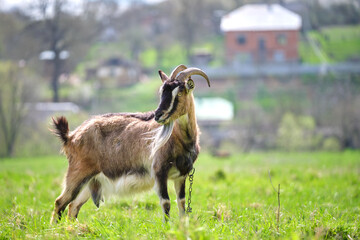 Domestic milk goat with long beard and horns grazing on green farm pasture on summer day. Feeding of cattle on farmland grassland