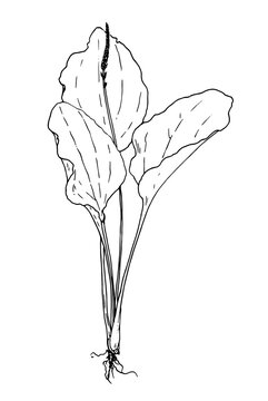 recommend clip art: Doodle plantain plant sketches for decoration design. Doodle vector illustration.