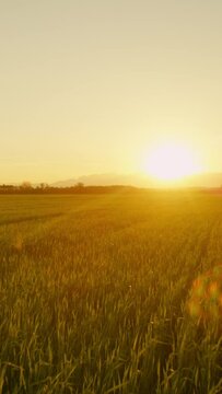 AERIAL, LENS FLARE: Flying over a vast lush meadow and farmland in an idyllic part of Slovenian countryside. Golden summer sunbeams shine on a field of wheat in Slovenia. Dawn illuminates rural land.