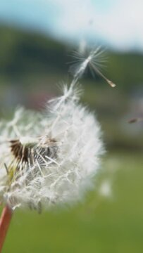SLOW MOTION, CLOSE UP, COPY SPACE, DOF: Cinematic macro shot of a blossoming dandelion blown away by the warm summertime wind. Fluffy white seeds get swept away by wind blowing across countryside.