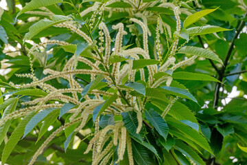 Group of aromatic flowers and green leaves of a chestnut tree