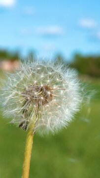 SLOW MOTION, CLOSE UP, COPY SPACE, DOF: Soft white dandelion seeds fly off the flower and into the sky. Warm summer winds sweep away the blossoming dandelion head on a sunny day in the countryside.