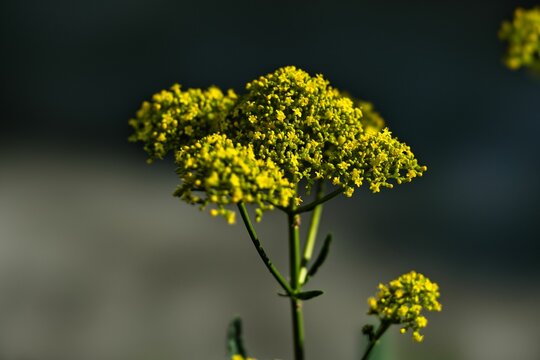 Tokyo,Japan - July 20, 2022: Closeup of Patrinia scabiosifolia or Ominaeshi
