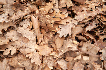 Background of autumn dry leaves, top view. Light brown fallen leaves oak tree for publication, screensaver, wallpaper, postcard, poster, banner, cover, website