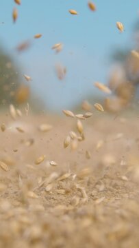 SLOW MOTION TIME WARP, CLOSE UP, DOF: Cinematic shot of seeds landing on the arid soil of a patch of land in rural Slovenia. Tiny seeds of grass fall onto the arid land in the sunny countryside.