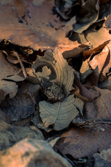 small frog amongst dried up trees in forest