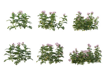 Obraz premium Colorful flower garden on a white background