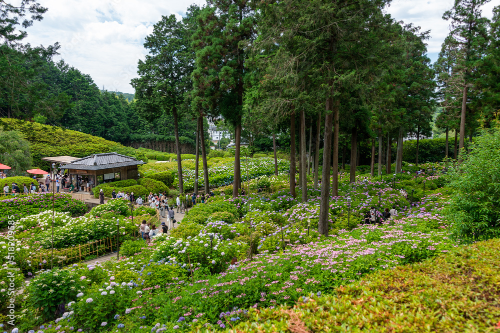 Sticker full blooming of hydrangea at garden of mimuroto temple in uji, kyoto, japan