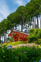 Full blooming of hydrangea at garden of Mimuroto temple in Uji, Kyoto, Japan