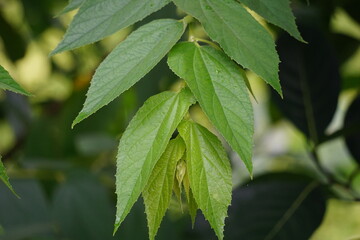 Muntingia calabura leaves (Kersen, , capulin blanco, cacaniqua, nigua, niguito, Jamaican cherry). This plant has red small fruit, juicy and sweet