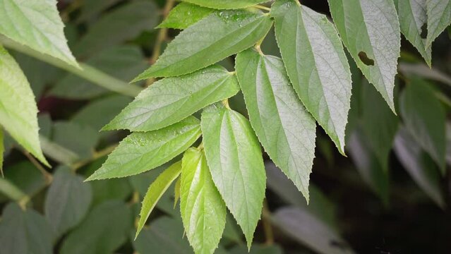 Muntingia calabura leaves (Kersen, , capulin blanco, cacaniqua, nigua, niguito, Jamaican cherry). This plant has red small fruit, juicy and sweet