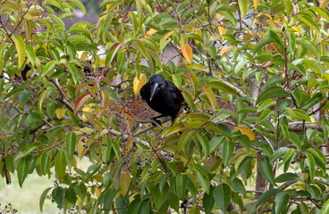 Australian Pied Currawong (Strepera graculina)