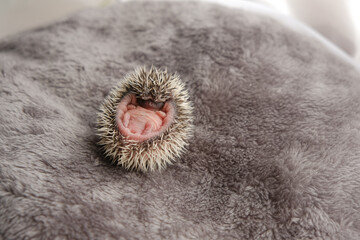 Baby hedgehog.Newborn hedgehog on soft fur. small newborn hedgehog . African white-bellied hedgehog. © Yuliya