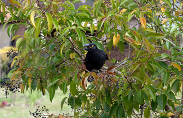 Australian Pied Currawong (Strepera graculina)