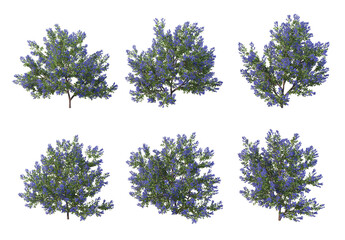 Shrubs and flowers on a white background