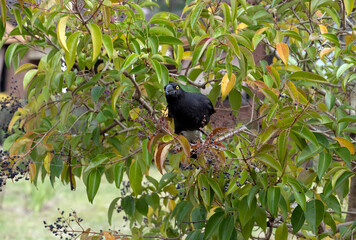 Australian Pied Currawong (Strepera graculina)