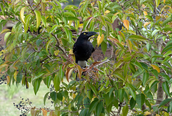 Australian Pied Currawong (Strepera graculina)