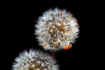 Common Dandelion (Taraxacum officinale) - obrazy, fototapety, plakaty