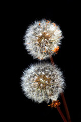 Common Dandelion (Taraxacum officinale)