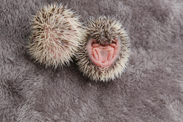 Baby hedgehogs.Newborn two hedgehogs on soft gray fur. African white-bellied hedgehog.
