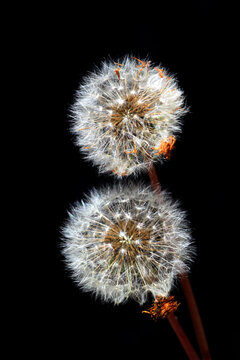 Fototapeta Common Dandelion (Taraxacum officinale)