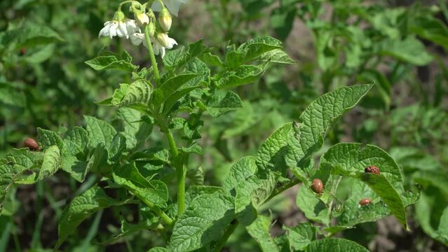 Colorado potato beetle females are very prolific and are capable of laying over 500 eggs in a 4- to 5-week period