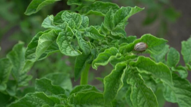 Colorado potato beetle females are very prolific and are capable of laying over 500 eggs in a 4- to 5-week period